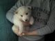 Alaskan Malamute Puppies for sale in Kentucky Dam, Gilbertsville, KY 42044, USA. price: $500