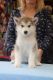 Alaskan Malamute Puppies for sale in Bloomfield, NJ, USA. price: $500