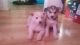 Alaskan Malamute Puppies for sale in Olympia, WA, USA. price: NA
