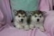 Alaskan Malamute Puppies for sale in Jacksonville, FL, USA. price: NA