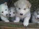 Alaskan Malamute Puppies for sale in Washington, DC, USA. price: $400