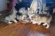 Alaskan Malamute Puppies for sale in Allen St, New York, NY 10002, USA. price: NA
