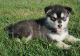 Alaskan Malamute Puppies for sale in West Lafayette, IN, USA. price: NA
