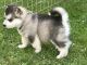 Alaskan Malamute Puppies for sale in New Castle, PA, USA. price: NA