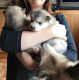 Alaskan Malamute Puppies for sale in Florence St, Denver, CO, USA. price: $400
