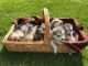 Alaskan Malamute Puppies for sale in Fairhope Ave, Fairhope, AL 36532, USA. price: NA