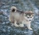 Alaskan Malamute Puppies for sale in CA-1, Mill Valley, CA 94941, USA. price: NA