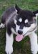 Alaskan Malamute Puppies for sale in Tinley Park, IL, USA. price: NA