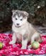 Alaskan Malamute Puppies for sale in Nevada St, Newark, NJ 07102, USA. price: NA