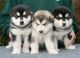 Alaskan Malamute Puppies for sale in Mechanicsburg, PA, USA. price: NA