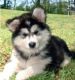 Alaskan Malamute Puppies for sale in Framingham Cir, Pflugerville, TX 78660, USA. price: NA