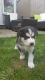Alaskan Malamute Puppies for sale in S First Colonial Rd, Virginia Beach, VA 23454, USA. price: NA