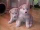 Alaskan Malamute Puppies for sale in Florence St, Denver, CO, USA. price: $500