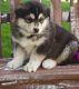 Alaskan Malamute Puppies for sale in Texas City, TX, USA. price: NA