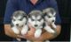 Alaskan Malamute Puppies for sale in Virginia Beach, VA, USA. price: NA