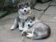 Alaskan Malamute Puppies for sale in Indianapolis, IN, USA. price: NA