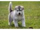 Alaskan Malamute Puppies for sale in CA-111, Rancho Mirage, CA 92270, USA. price: $550
