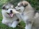 Alaskan Malamute Puppies for sale in TX-249, Houston, TX, USA. price: NA