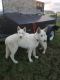Alaskan Malamute Puppies for sale in Flagstaff, AZ, USA. price: NA