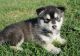 Alaskan Malamute Puppies for sale in Green Bay, WI, USA. price: $650