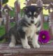 Alaskan Malamute Puppies for sale in New York County, New York, NY, USA. price: NA