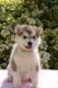 Alaskan Malamute Puppies for sale in Houston, TX, USA. price: NA