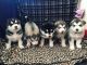 Alaskan Malamute Puppies for sale in Tucson, AZ, USA. price: $200