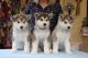 Alaskan Malamute Puppies for sale in Califa St, Los Angeles, CA 91601, USA. price: NA