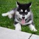 Alaskan Malamute Puppies for sale in Barrytown, NY 12507, USA. price: NA