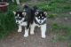 Alaskan Malamute Puppies for sale in Philadelphia, PA, USA. price: NA