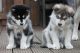 Alaskan Malamute Puppies for sale in Clifton, NJ 07014, USA. price: $500
