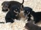Alaskan Malamute Puppies for sale in Central Islip, NY, USA. price: NA