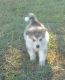 Alaskan Malamute Puppies for sale in Shelbyville, TN, USA. price: NA