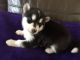 Alaskan Malamute Puppies for sale in New York County, NY, USA. price: NA