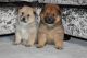 Alaskan Malamute Puppies for sale in New Orleans, LA, USA. price: NA
