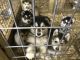 Alaskan Malamute Puppies for sale in Blanchester, OH 45107, USA. price: $1,250