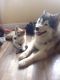 Alaskan Malamute Puppies for sale in Central Ave, Jersey City, NJ, USA. price: $400