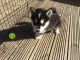 Alaskan Malamute Puppies for sale in Central Ave, Jersey City, NJ, USA. price: NA