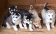 Alaskan Malamute Puppies for sale in Moore, SC 29369, USA. price: NA