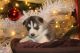 Alaskan Malamute Puppies for sale in Scottsville, KY 42164, USA. price: NA