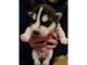 Alaskan Malamute Puppies for sale in California State Route 2, Los Angeles, CA, USA. price: NA
