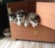 Alaskan Malamute Puppies for sale in San Francisco, CA, USA. price: NA