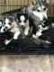 Alaskan Malamute Puppies for sale in Detroit, MI, USA. price: NA