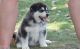 Alaskan Malamute Puppies for sale in Cleveland, OH 44108, USA. price: NA