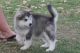 Alaskan Malamute Puppies for sale in 25301 Charleston Rd, Southside, WV 25187, USA. price: $500