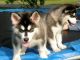 Alaskan Malamute Puppies for sale in Miami, FL, USA. price: NA