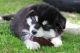 Alaskan Malamute Puppies for sale in Omaha, NE, USA. price: NA