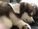 Alaskan Malamute Puppies for sale in Southport, NC 28461, USA. price: NA