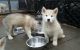 Alaskan Malamute Puppies for sale in Chicago, IL, USA. price: $800