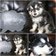 Alaskan Malamute Puppies for sale in Mansfield, OH 44903, USA. price: NA